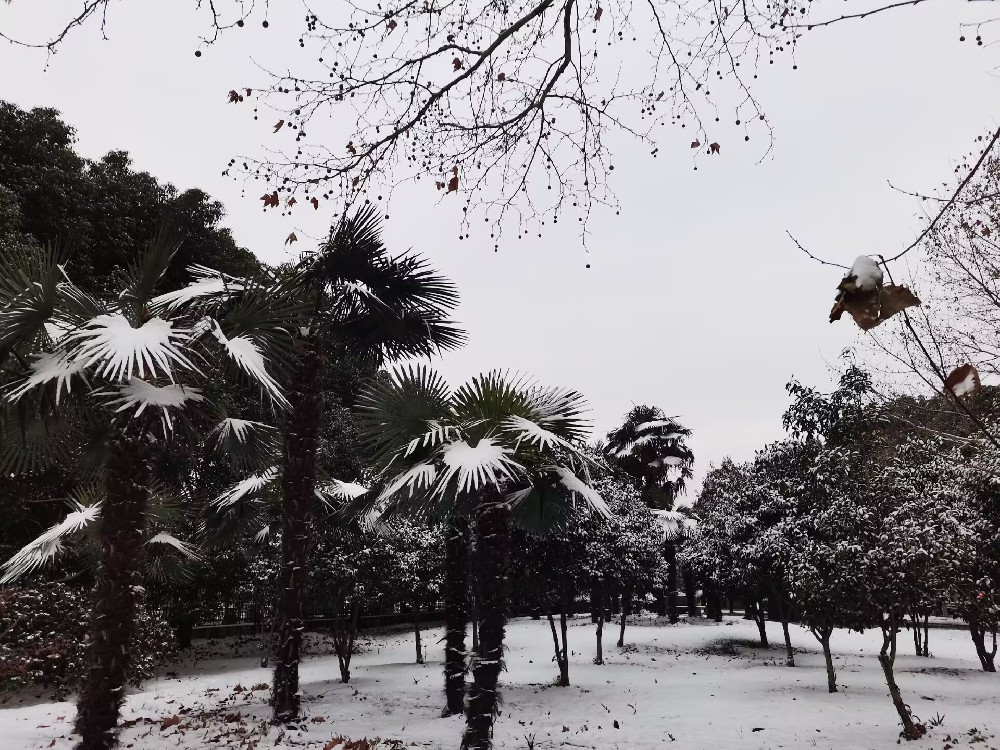 雪景